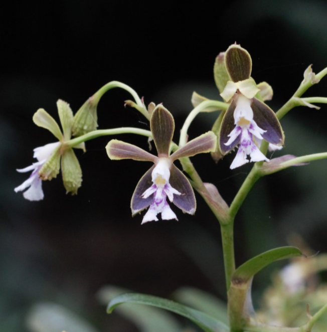 products/EpidendrumSP-FincaDracula.png
